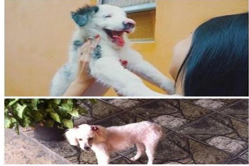 Franco contribui no resgate de animais desaparecidos Franco contribui no resgate de animais desaparecidos