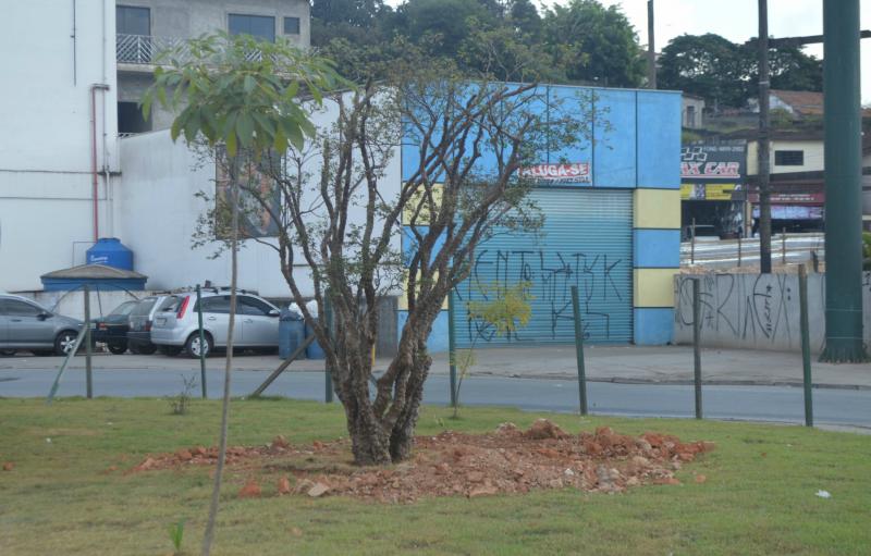 Na estrada de Franco, prefeito acompanha plantio de três jabuticabeiras Na estrada de Franco, prefeito acompanha plantio de três jabuticabeiras